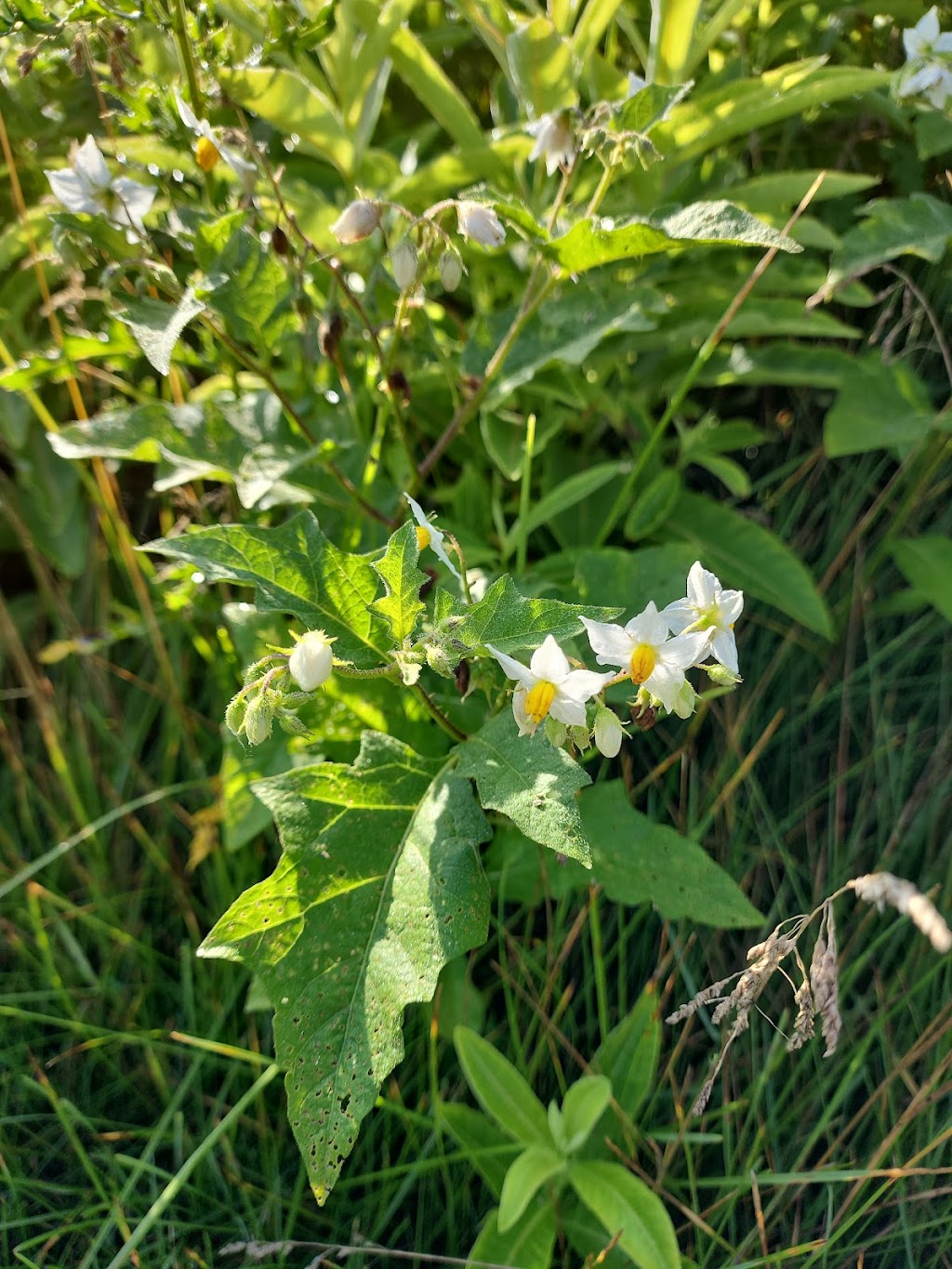 Koenn Nature Preserve | 2200 Hayes Rd, Chelsea, MI 48118, USA | Phone: (734) 971-6337