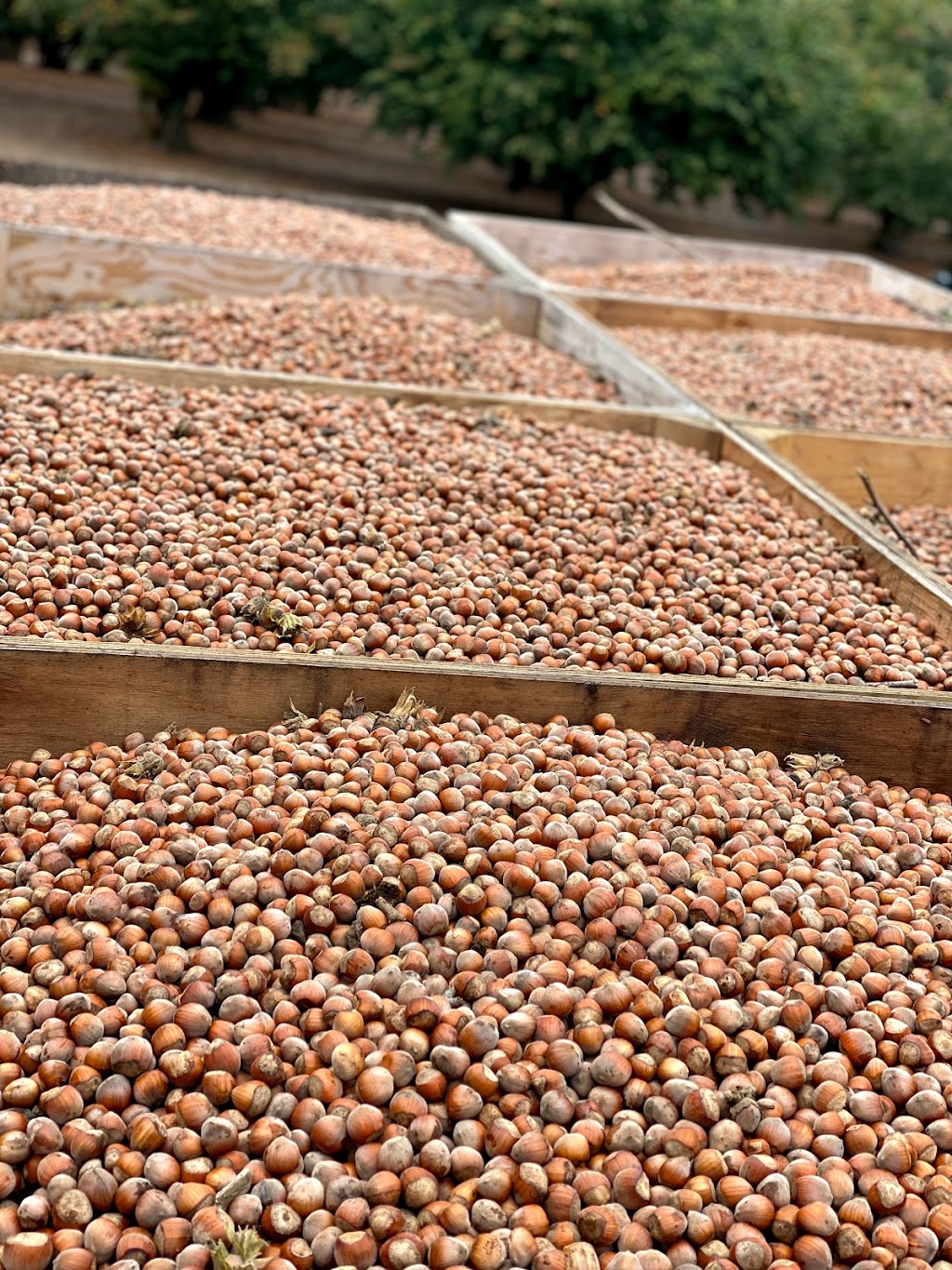 Ken & Junes Hazelnuts Melcher Family Farms | 8046 McKay Rd NE, St Paul, OR 97137, USA | Phone: (503) 633-2191