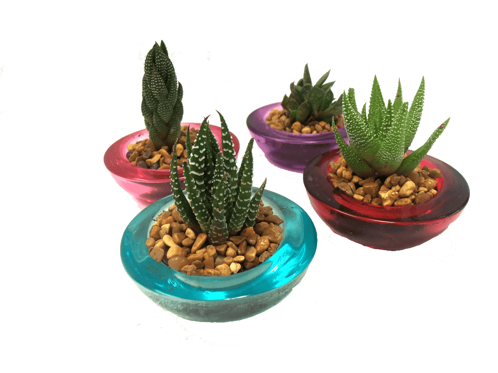 Succulent Garden Gifts | 816 Main St, Milford, OH 45150, USA | Phone: (513) 781-4774