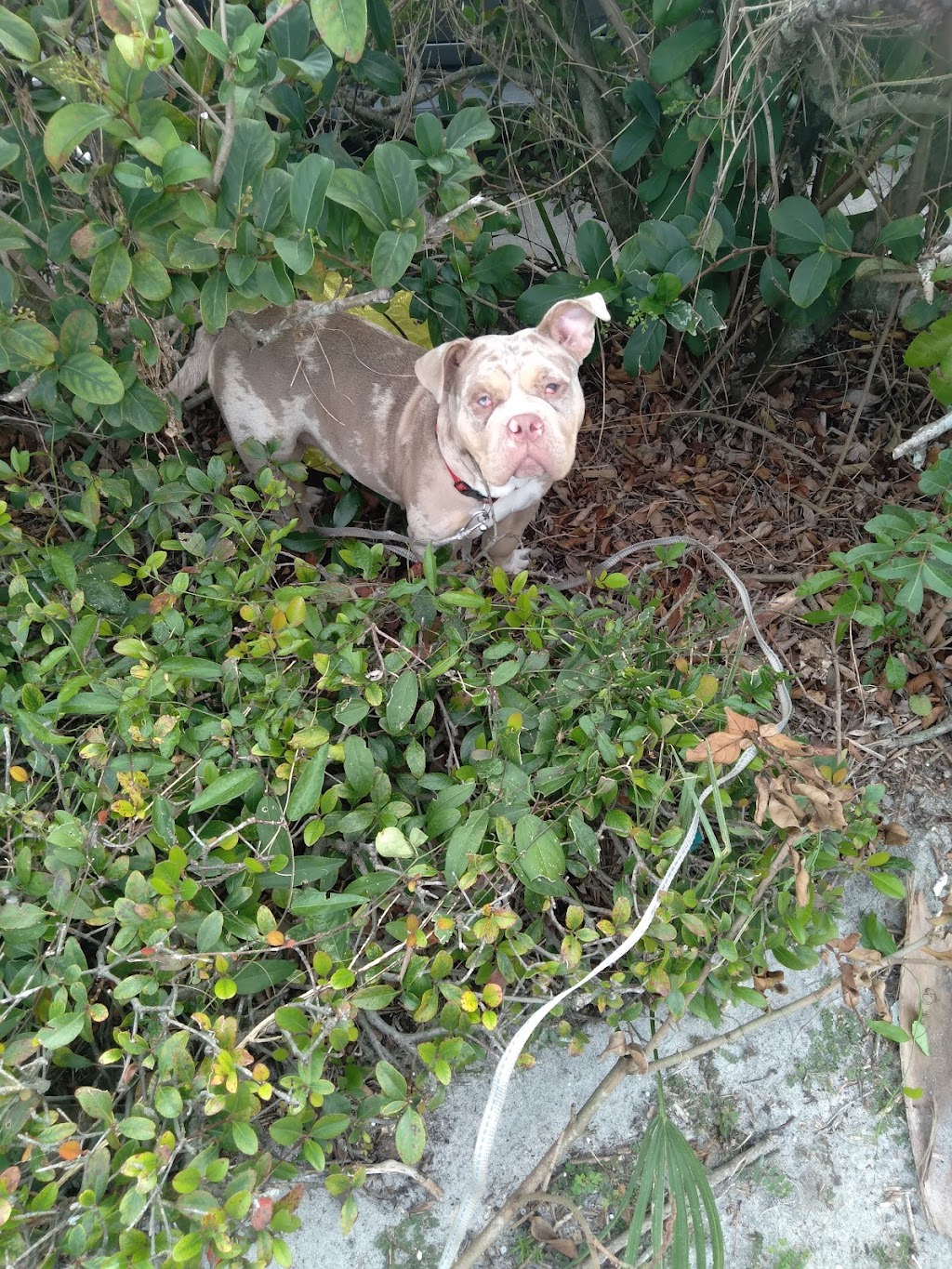 Tallwood Park | 565 Hollywood Blvd, West Melbourne, FL 32904, USA | Phone: (321) 837-7779