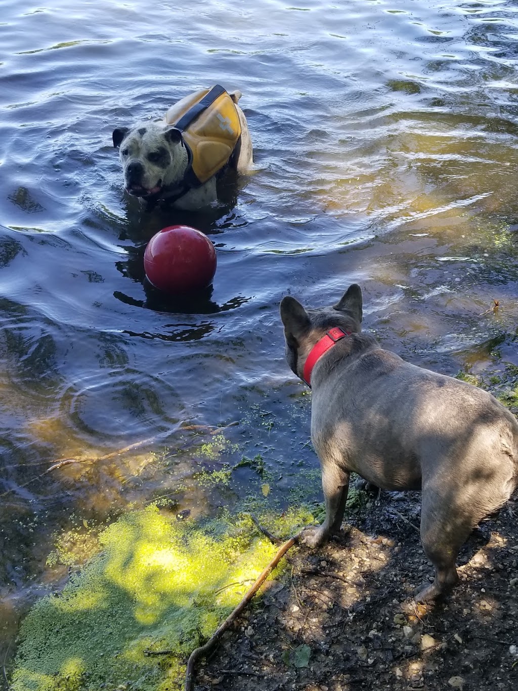 Warner Park Dog Park | 2301 Sheridan Dr, Madison, WI 53704, USA | Phone: (608) 266-4711