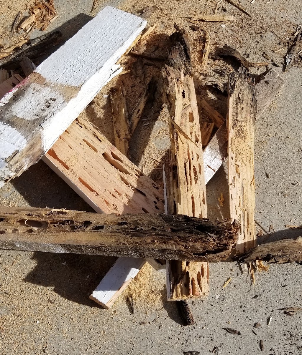 Moat Termite & Pest Control | 28820 Sunny View Dr, Menifee, CA 92584, USA | Phone: (760) 978-5999