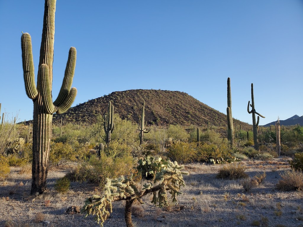 Sonoran Desert National Monument | Maricopa, AZ 85239, USA | Phone: (623) 580-5500