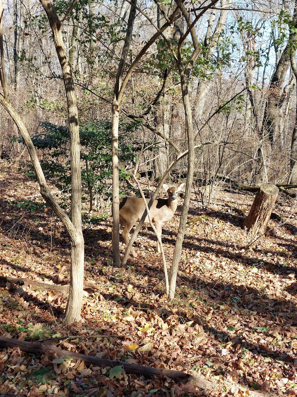 Silver Lake Nature Center | 1306 Bath Rd, Bristol, PA 19007, USA | Phone: (215) 785-1177