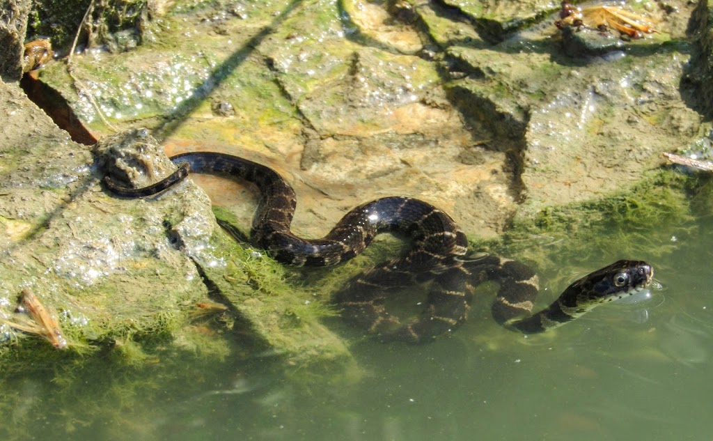 Little Turtle State Recreation Area (J.E. Roush Lake) | Huntington, IN 46750, USA | Phone: (260) 468-2165