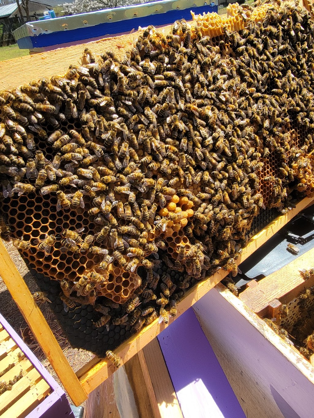 Direct Descendant Rabbitry and Apiary | 118 Cameron Rd, Lexington, NC 27295, USA | Phone: (336) 473-2697 Direct Descendant Rabbitry and Apiary | 118 Cameron Rd, Lexington, NC 27295, USA | Phone: (336) 473-2697