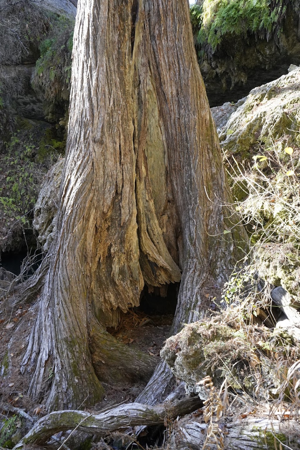 Westcave Outdoor Discovery Center | 24814 Hamilton Pool Rd, Round Mountain, TX 78663, USA | Phone: (830) 825-3442