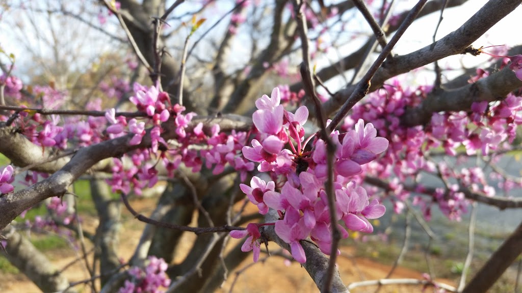 Clay Presnell Memorial Park | 5129 Seagrove Plank Rd, Asheboro, NC 27205, USA | Phone: (336) 873-7307