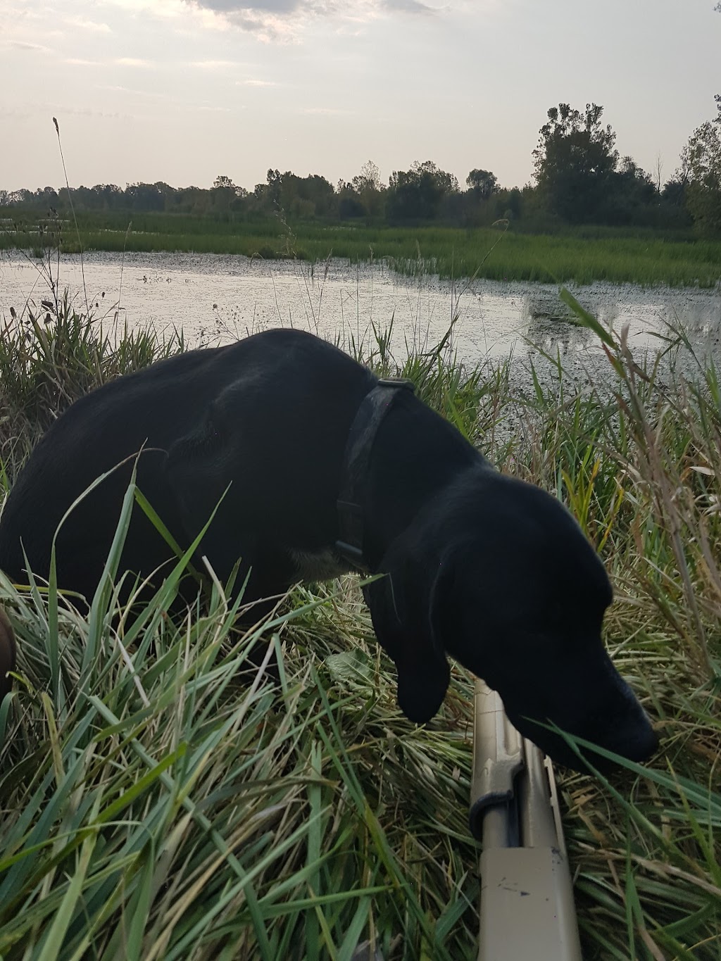 Mallard Club Marsh Wilderness Area | 8763 Cedar Point Rd, Curtice, OH 43412, USA | Phone: (800) 945-3543