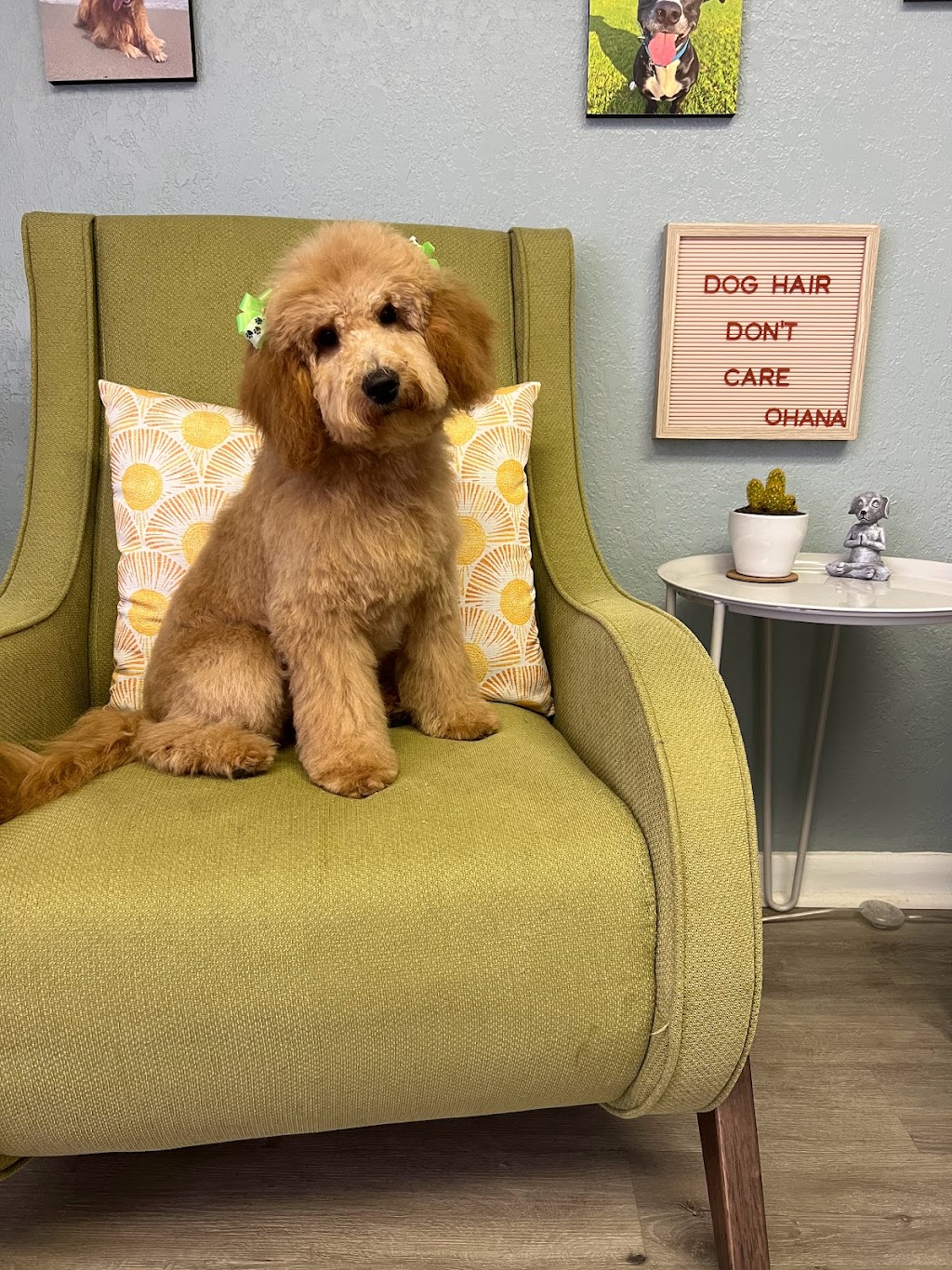 Ohana Dog Spa | 3342 Tyrone Blvd N, St. Petersburg, FL 33710, USA | Phone: (727) 331-3524