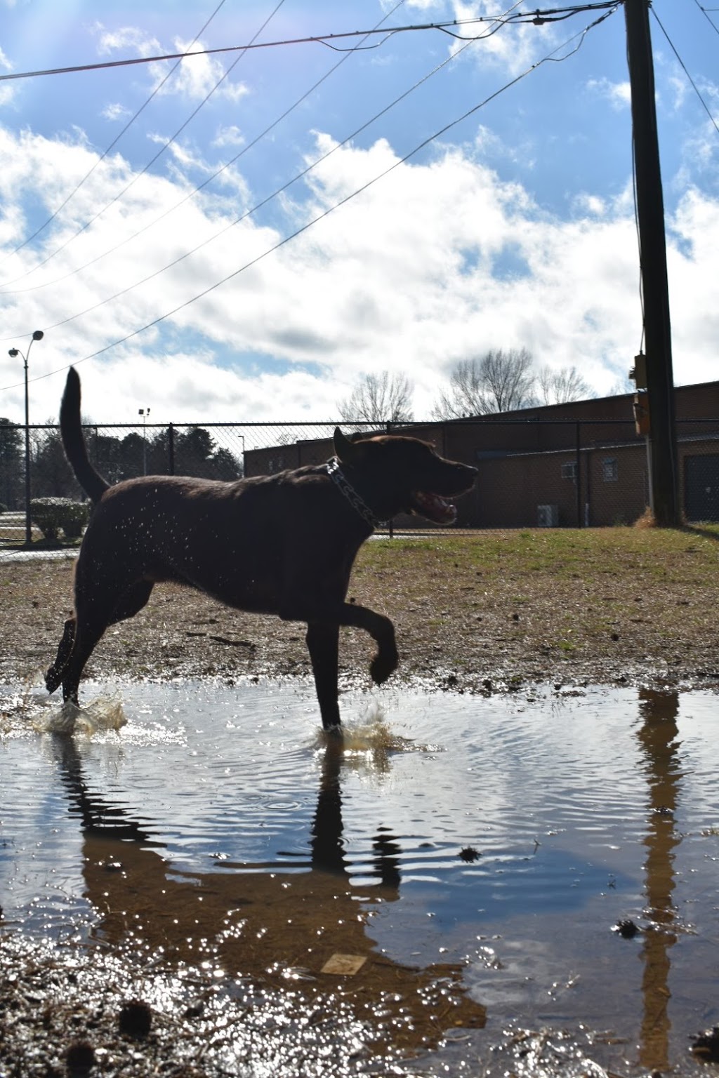 Fort Lee Dog Park | 9024 Battle Dr, Fort Lee, VA 23801 | Phone: (804) 765-1539