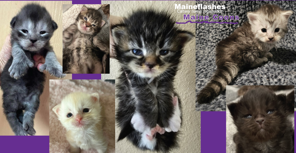 Maineflashes Maine Coons | 2013 Crystal Ln, Alvarado, TX 76009, USA | Phone: (817) 296-2299