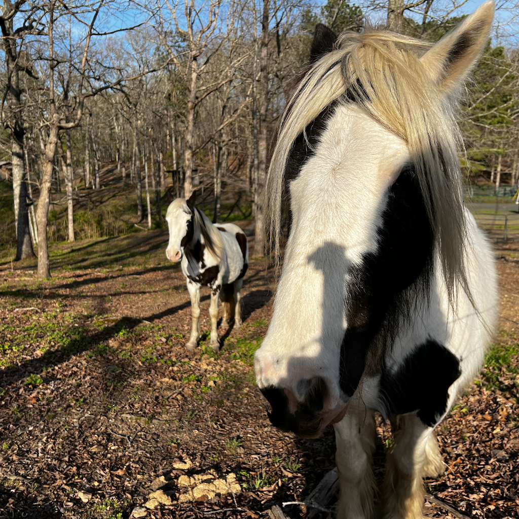 Voices from the Scars | 549 Deer Track Dr, Canton, GA 30114, USA | Phone: (404) 245-7367