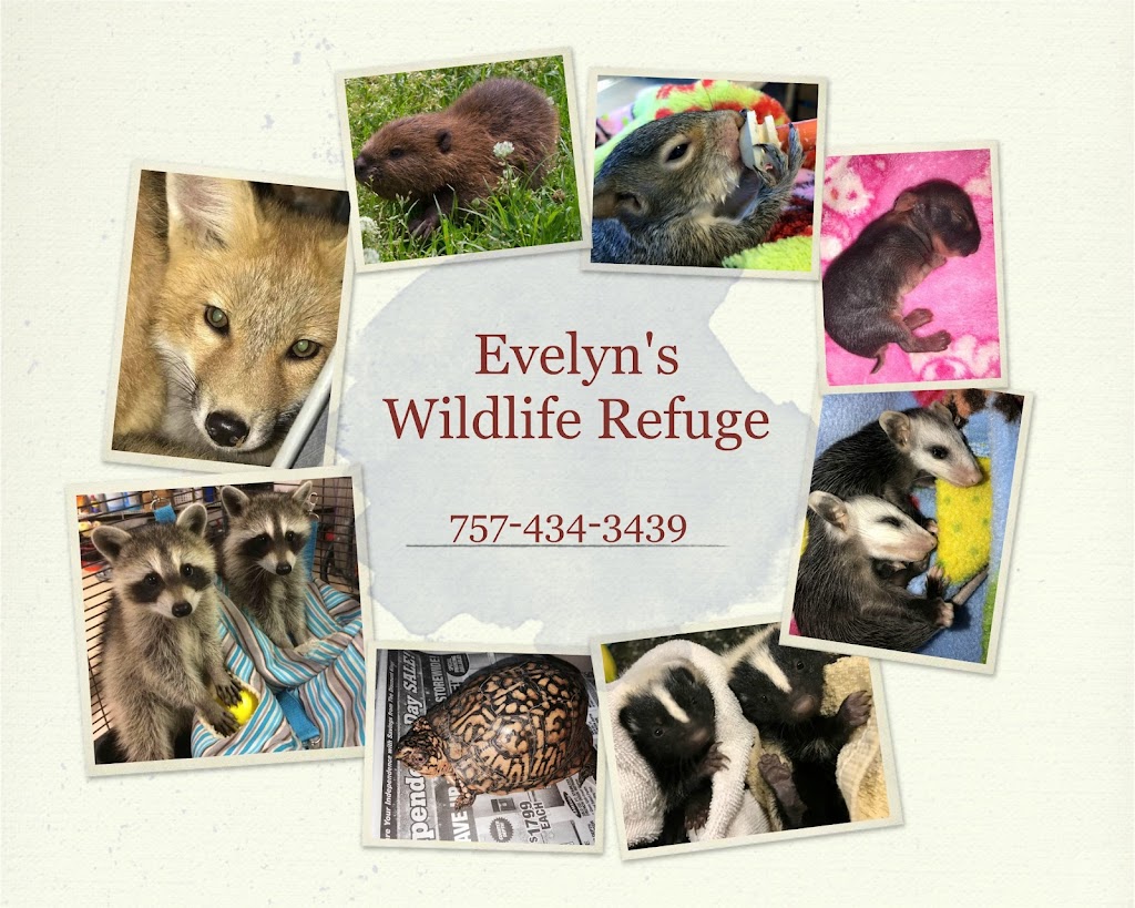 Evelyns Wildlife Refuge | 5281 Deer Path Rd, Suffolk, VA 23437, USA | Phone: (757) 434-3439