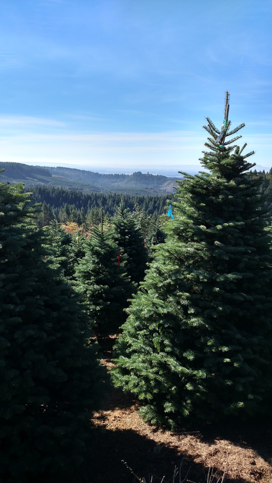Windy Acres Tree Farm | 23015 NW Dixie Mountain Rd, North Plains, OR 97133, USA | Phone: (503) 648-0739