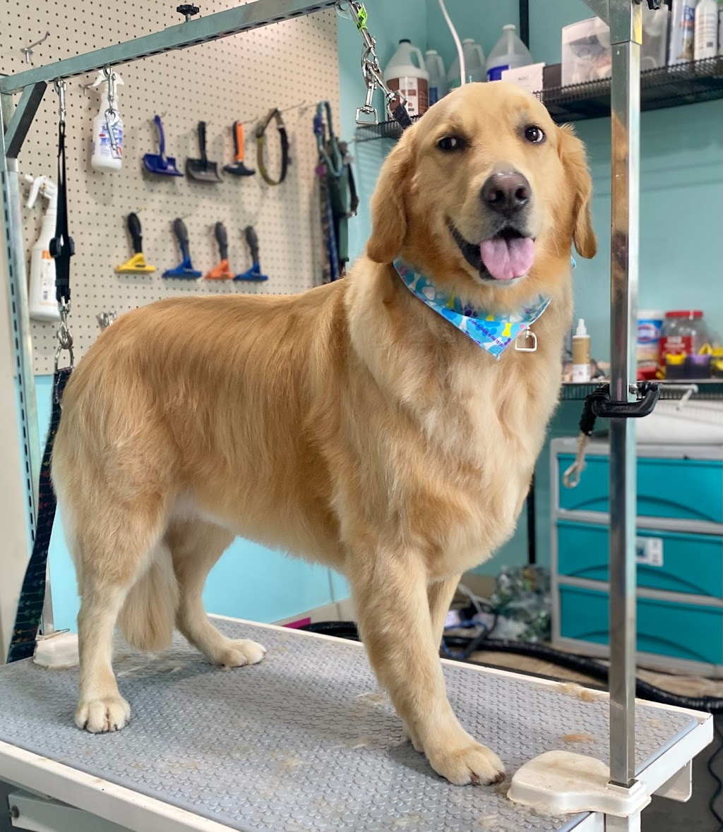 Paws in the Sand Pet Grooming by Stephanie | 38 N Main St, Carver, MA 02330 | Phone: (508) 525-6763