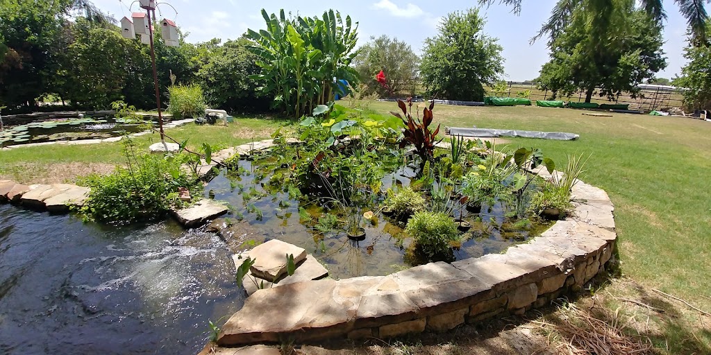 Water Garden Gems Garden Center | 3230 Bolton Rd, Marion, TX 78124, USA | Phone: (210) 659-5841