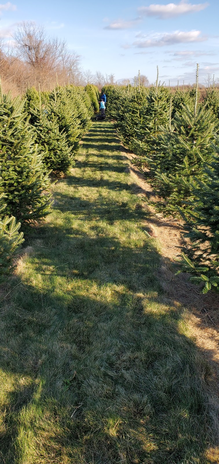 Crossen Christmas Tree Farm | 1198 Judge Rd, Basom, NY 14013, USA | Phone: (585) 813-8701