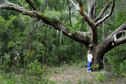 Jacksonville Arboretum & Gardens | 1445 Millcoe Rd, Jacksonville, FL 32225, USA | Phone: (904) 318-4342