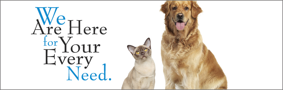 Willow Bend Vet Clinic | 4040 Preston Rd, Plano, TX 75093, USA | Phone: (972) 867-4437