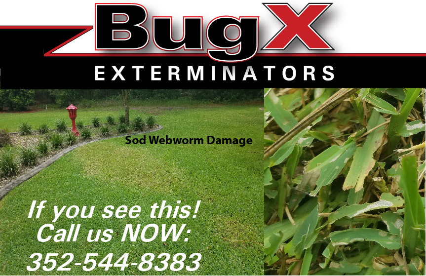 BugX Exterminators | 4100 Black Oak Trail, Brooksville, FL 34604, USA | Phone: (352) 544-8383