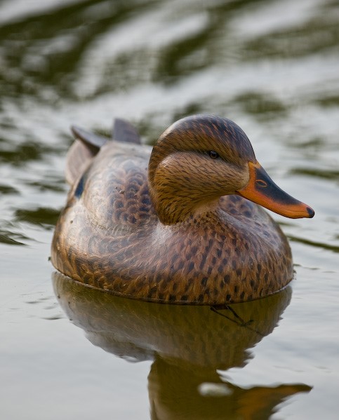 Ben Heinemann Decoys | Cardens Creek Dr, Durham, NC 27712 | Phone: (919) 219-3545