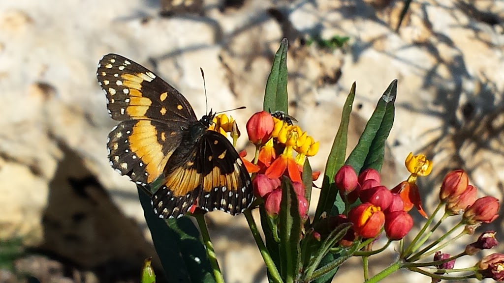 City Butterfly Garden | Fair Oaks Ranch, TX 78015, USA | Phone: (210) 698-0900