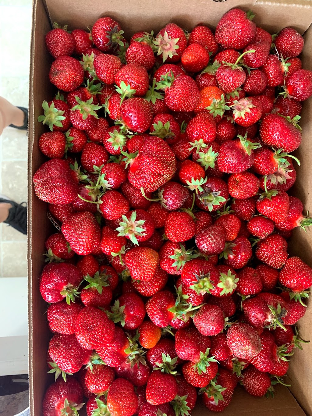 Berry Farmer | E10222 Hoot Owl Valley Road, Baraboo, WI 53913, USA | Phone: (608) 355-1965