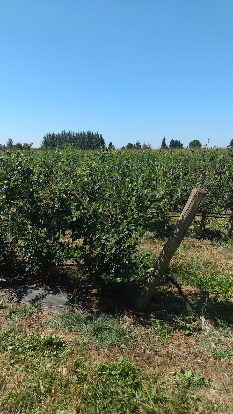 Nappe Farms- U Pick Blueberries | 10280 SE Orient Dr, Boring, OR 97009, USA | Phone: (503) 663-0885