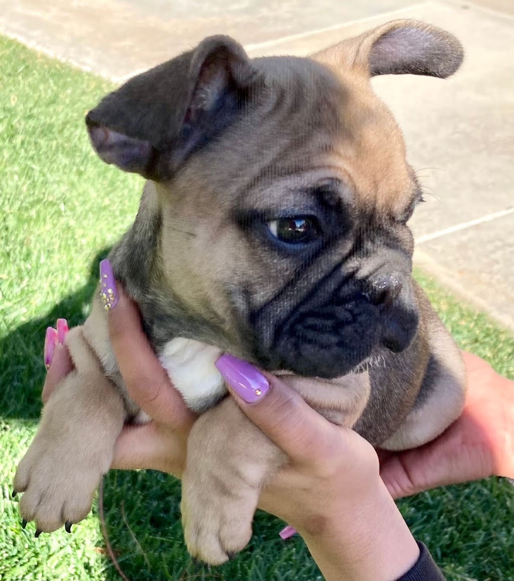 KhaliLoveEverydayFrenchies | Cactus Ave, Perris, CA 92571, USA | Phone: (760) 562-6524