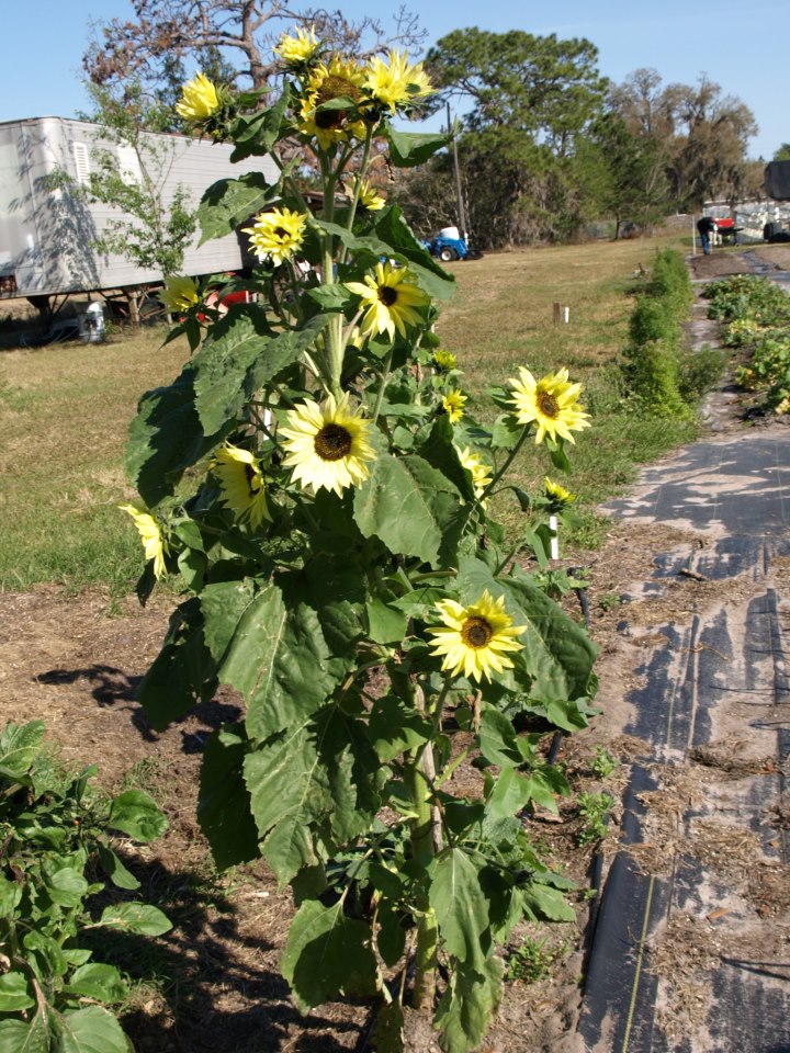 Auro Community Garden | 4095 Broad St, Brooksville, FL 34604, USA | Phone: (352) 238-9091