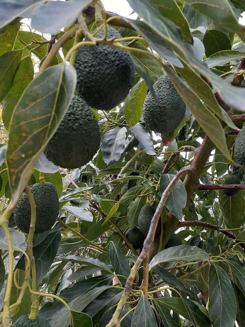 Rancho Vasquez Inc | 1703 Ranch Rd, Azusa, CA 91702, USA | Phone: (626) 334-4340