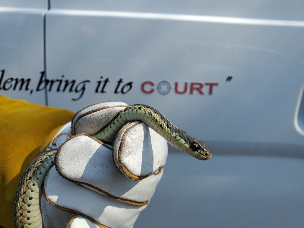 Court Pest Control LLC | 3131 5th Ave, North Versailles, PA 15137, USA | Phone: (412) 672-7378