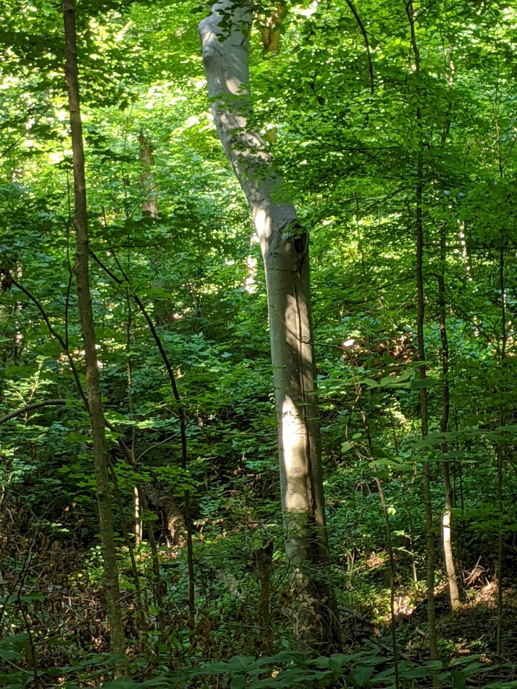 Edna W. Spurgeon Woodland Reserve - ACRES Land Trust | 9478 N 600 W, Ligonier, IN 46767, USA | Phone: (260) 637-2273