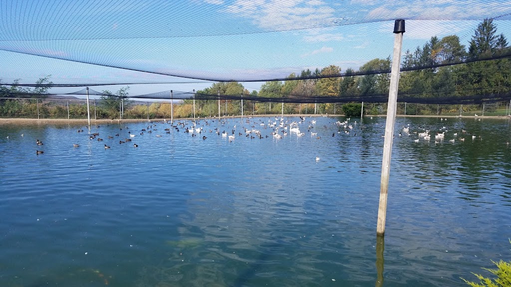 Gooseneck Hill Waterfowl Sanctuary | 5067 Lindsley Rd, West Valley, NY 14171, USA | Phone: (716) 942-6835
