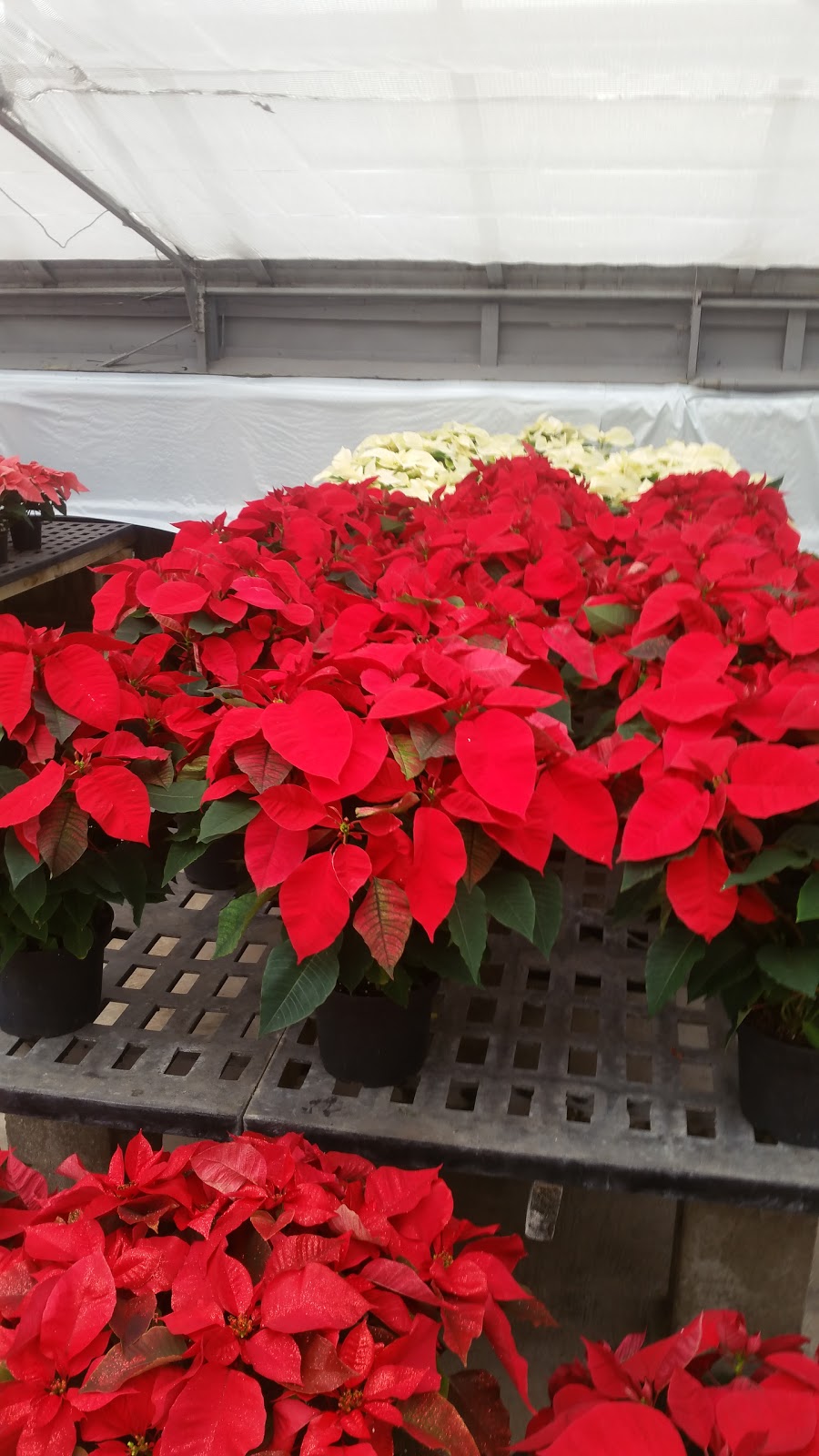 N G Heimos Greenhouses | 12345 Eddie & Park Rd, Sappington, MO 63127, USA | Phone: (314) 842-6900