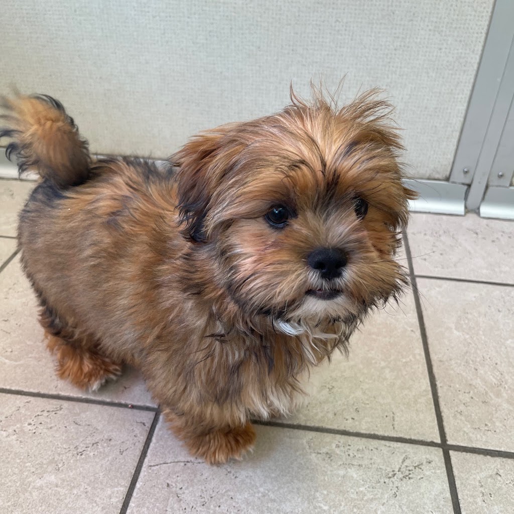 The Family Puppy of Fountain Walk | 44125 W 12 Mile Rd E-121, Novi, MI 48377, USA | Phone: (248) 305-7008