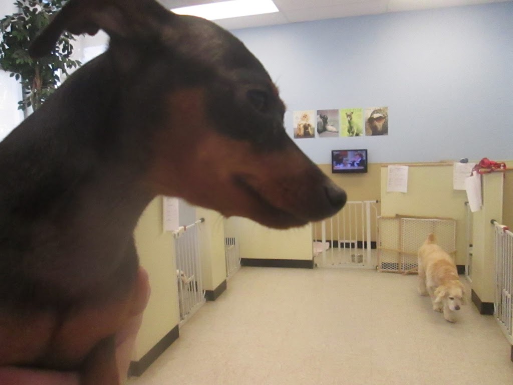 Swan Harbor Animal Hospital | 200 W McComas St #5014, Baltimore, MD 21230, USA | Phone: (443) 869-4104