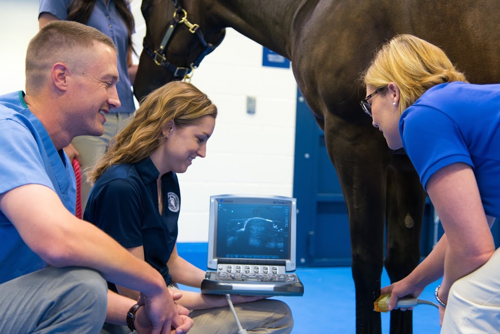 Midwestern University Equine and Bovine Center | 5725 W Utopia Rd, Glendale, AZ 85308, USA | Phone: (623) 806-7575