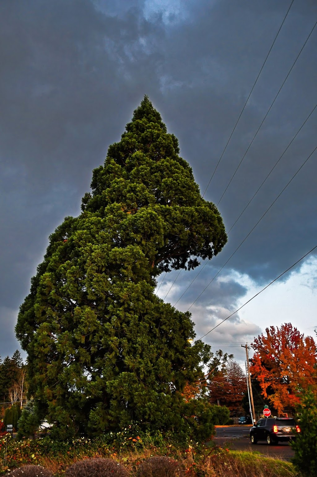 Pacific Hazelnut Farms & Candy Factory | 14673 Ottaway Rd NE, Aurora, OR 97002, USA | Phone: (503) 678-2755