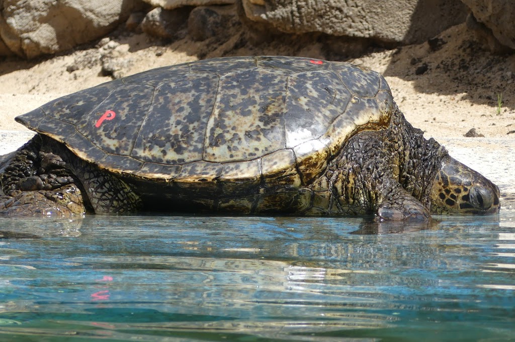 Sea Life Park Hawaii | 41-202 Kalanianaʻole Hwy, Waimānalo, HI 96795 | Phone: (808) 259-2500