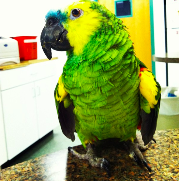 Animal and Avian Medical Center | 4171 Center Rd, Brunswick, OH 44212, USA | Phone: (330) 225-0095