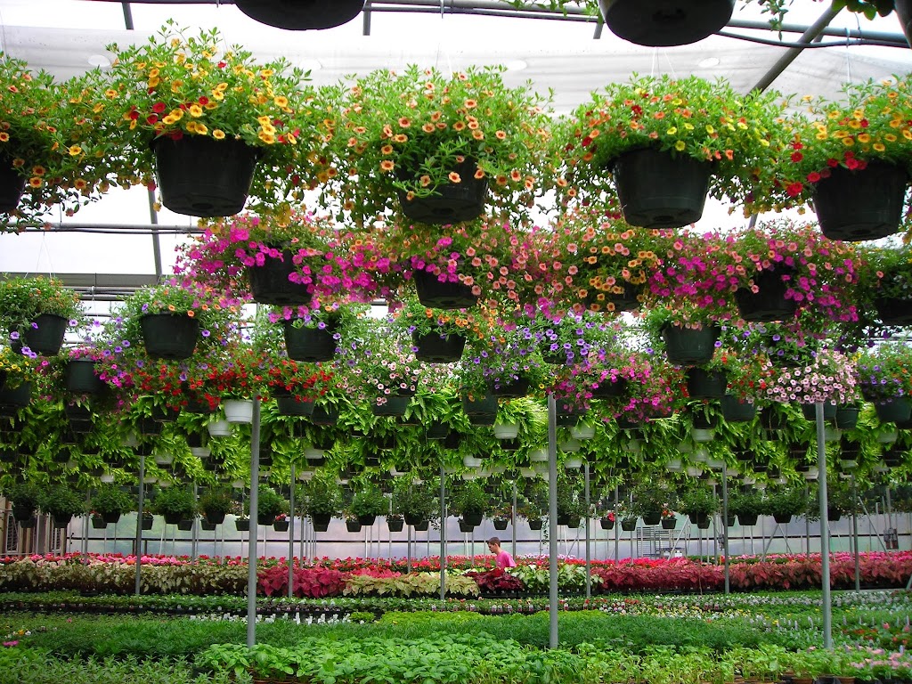 Homewood Nursery & Garden Center | 10809 Honeycutt Rd, Raleigh, NC 27614, USA | Phone: (919) 847-0117
