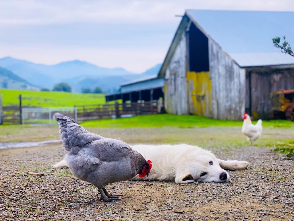 Cow Track Ranch | Nicasio Valley Rd, Nicasio, CA 94946, USA | Phone: (707) 360-7789