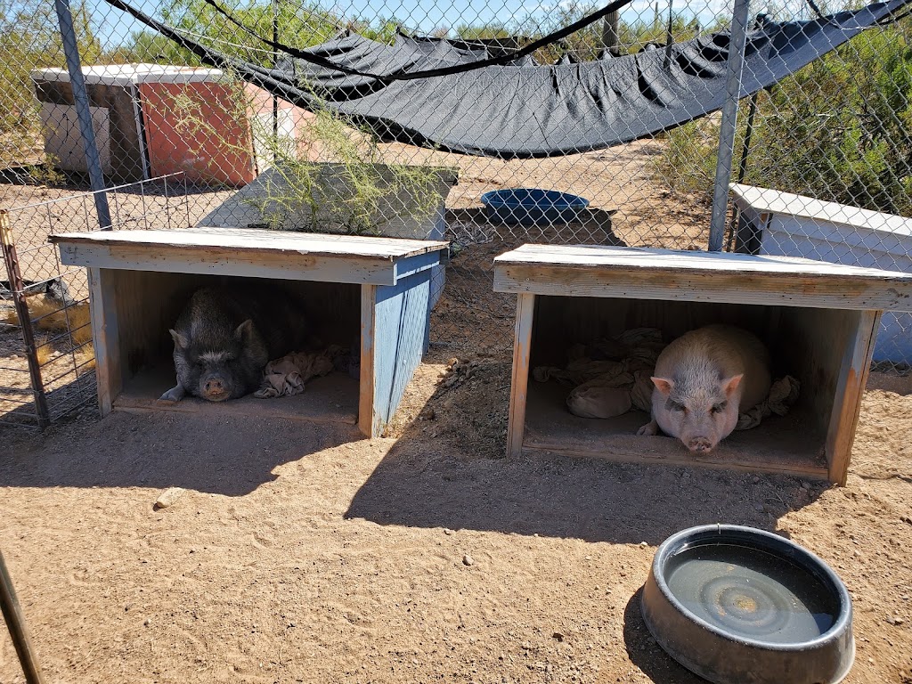 Ironwood Pig Sanctuary | 34656 E Crystal Visions Rd, Marana, AZ 85658, USA | Phone: (520) 579-8847