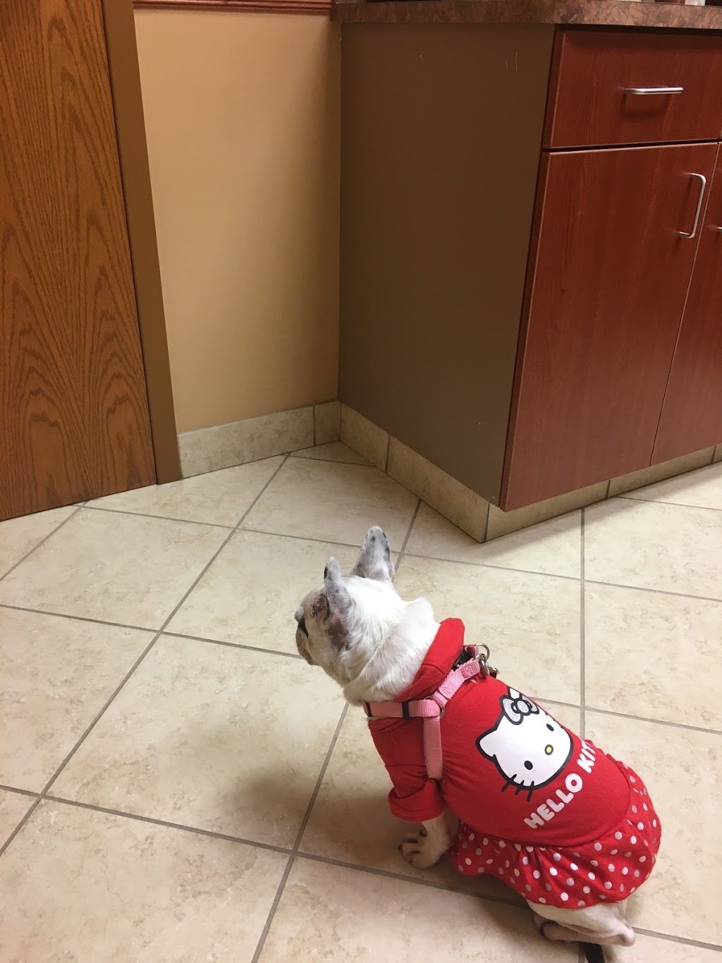 Elkhorn Animal Hospital | 21001 W Maple Rd, Elkhorn, NE 68022, USA | Phone: (402) 289-4285