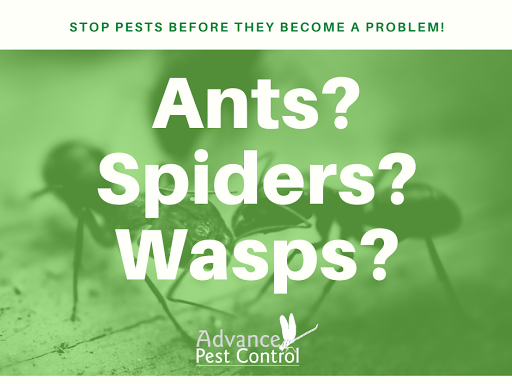 Advance Pest Control | 1628 US-1, Youngsville, NC 27596, USA | Phone: (919) 569-0555