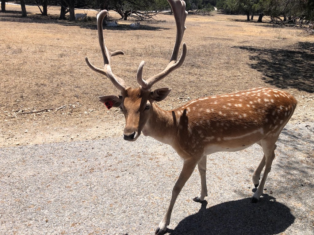 Fossil Rim Wildlife Center | 2299 Co Rd 2008, Glen Rose, TX 76043, USA | Phone: (254) 897-2960