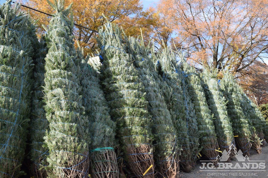 J.G. Brands Christmas Tree Sales, Inc. | 235th Ct &, Hillside Avenue, Queens, NY 11426, USA | Phone: (718) 464-8653