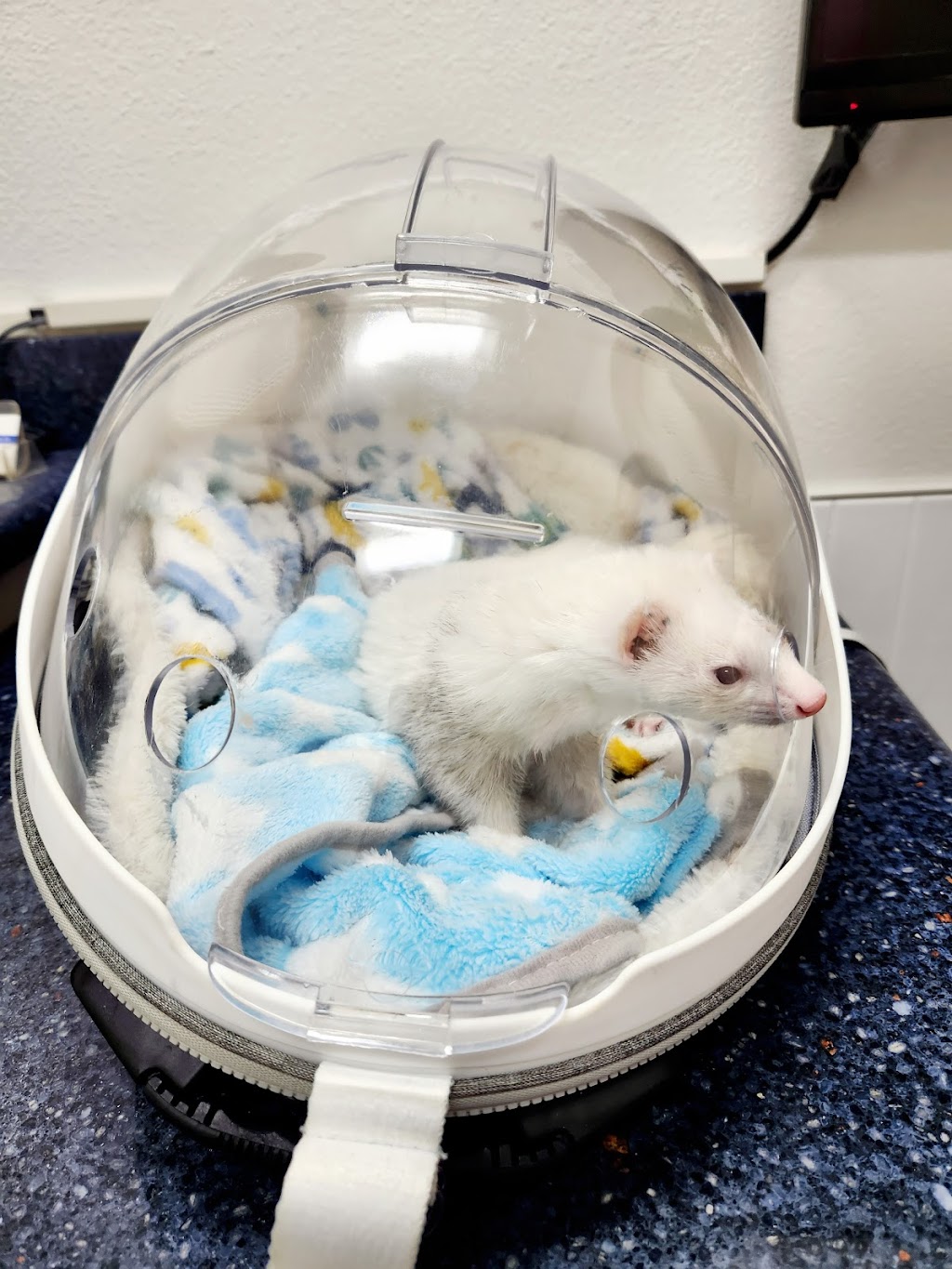 Northridge Veterinary Center | 19462 Rinaldi St, Northridge, CA 91326, USA | Phone: (818) 832-1888